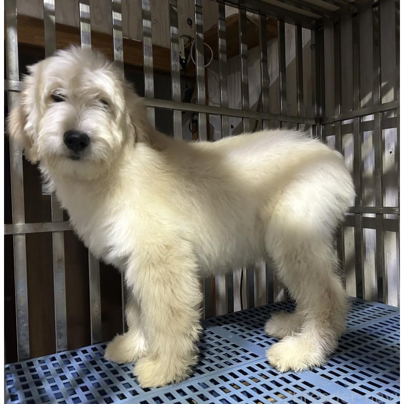 販売中の岐阜県のゴールデンドゥードル:ゴールデンレトリーバー×プードル-423039の8枚目