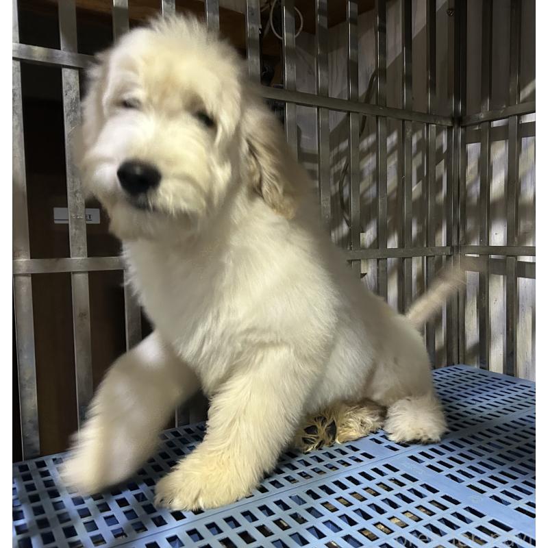 販売中の岐阜県のゴールデンドゥードル:ゴールデンレトリーバー×プードル-423039の7枚目