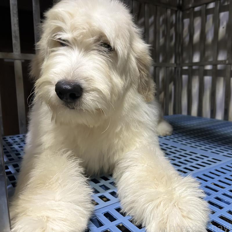 販売中の岐阜県のゴールデンドゥードル:ゴールデンレトリーバー×プードル-423039の6枚目