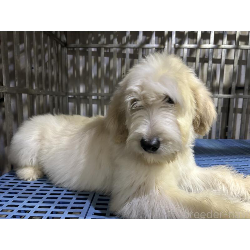 販売中の岐阜県のゴールデンドゥードル:ゴールデンレトリーバー×プードル-423039の5枚目