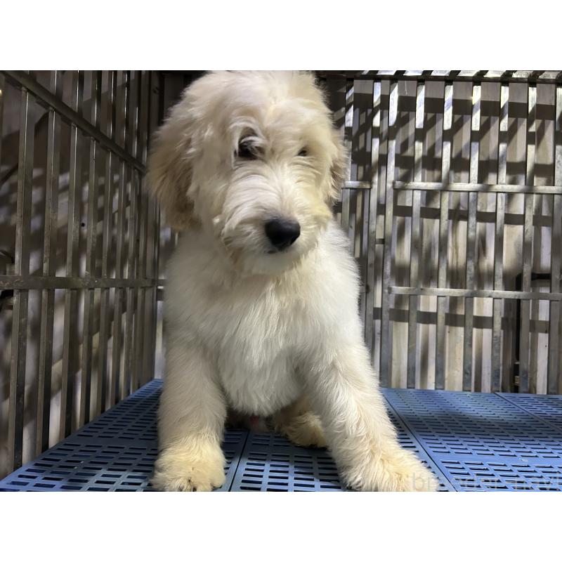 販売中の岐阜県のゴールデンドゥードル:ゴールデンレトリーバー×プードル-423039の4枚目