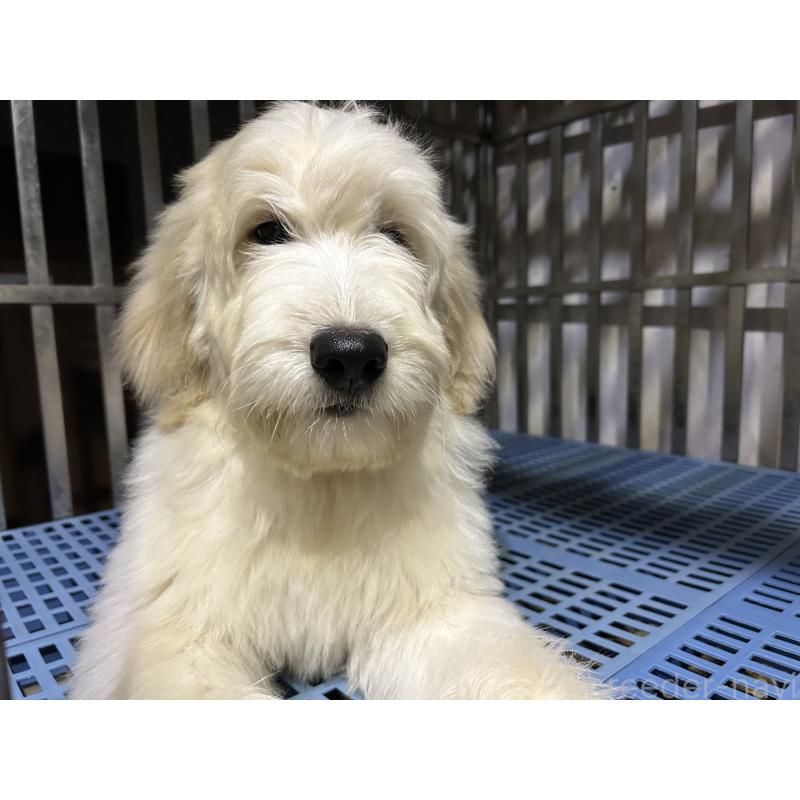 販売中の岐阜県のゴールデンドゥードル:ゴールデンレトリーバー×プードル-423039の3枚目