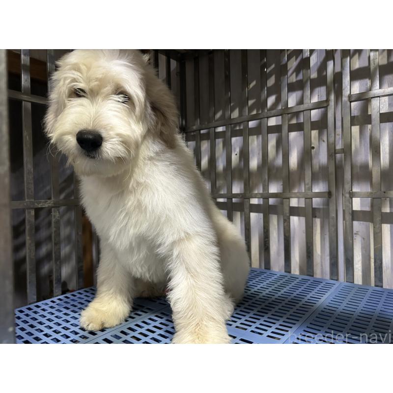 販売中の岐阜県のゴールデンドゥードル:ゴールデンレトリーバー×プードル-423039の2枚目