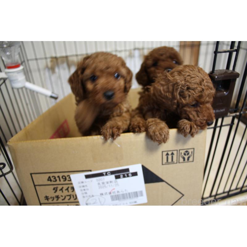 販売中の北海道のタイニープードル-430167の2枚目