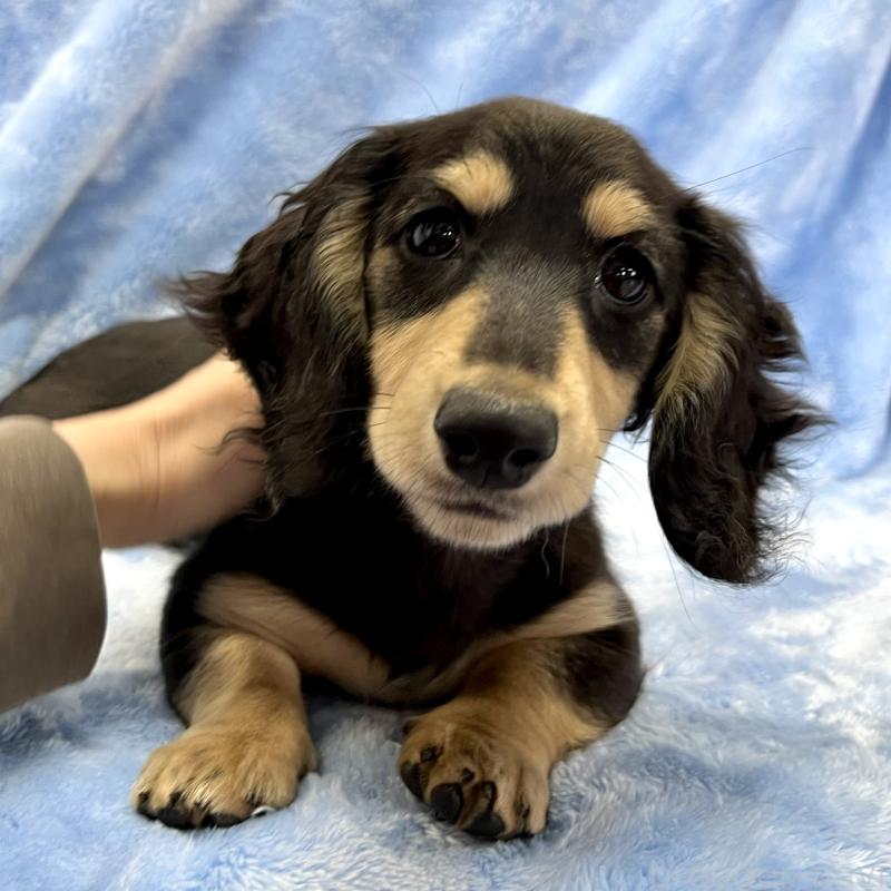 販売中の大阪府のミニチュアダックスフンド(ロングヘアード)-420114の8枚目