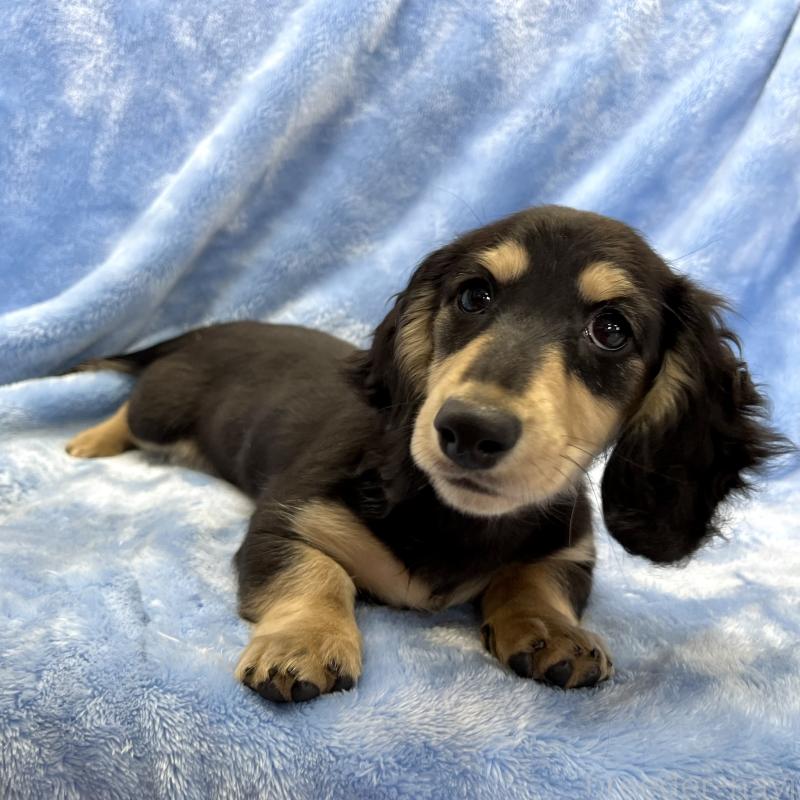 販売中の大阪府のミニチュアダックスフンド(ロングヘアード)-420114の7枚目