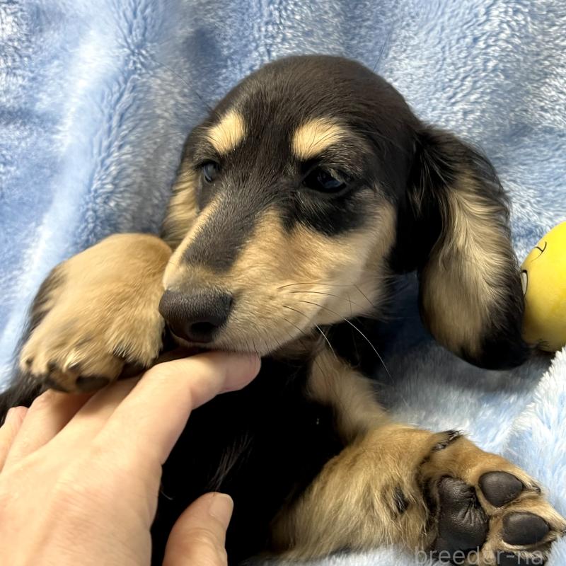 販売中の大阪府のミニチュアダックスフンド(ロングヘアード)-420114の3枚目