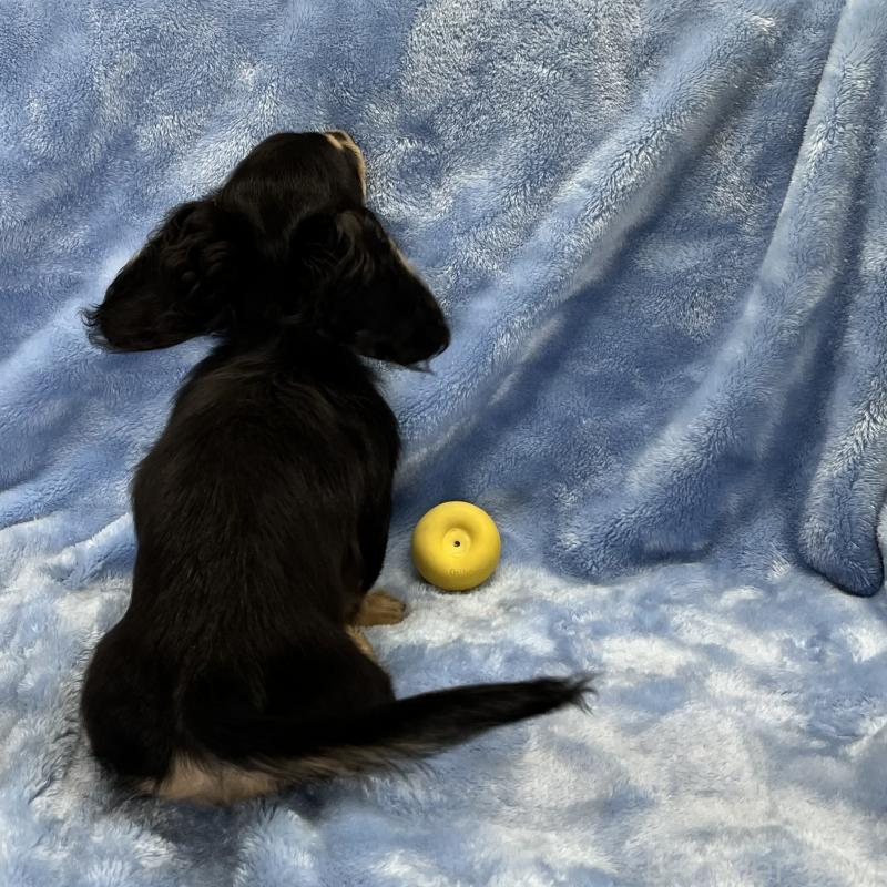 販売中の大阪府のミニチュアダックスフンド(ロングヘアード)-420114の2枚目