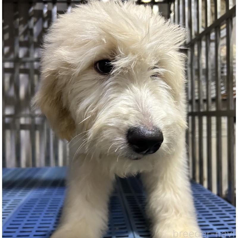 販売中の岐阜県のゴールデンドゥードル:ゴールデンレトリーバー×プードル-423041の4枚目