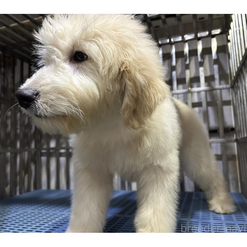 販売中の岐阜県のゴールデンドゥードル:ゴールデンレトリーバー×プードル-423041の3枚目