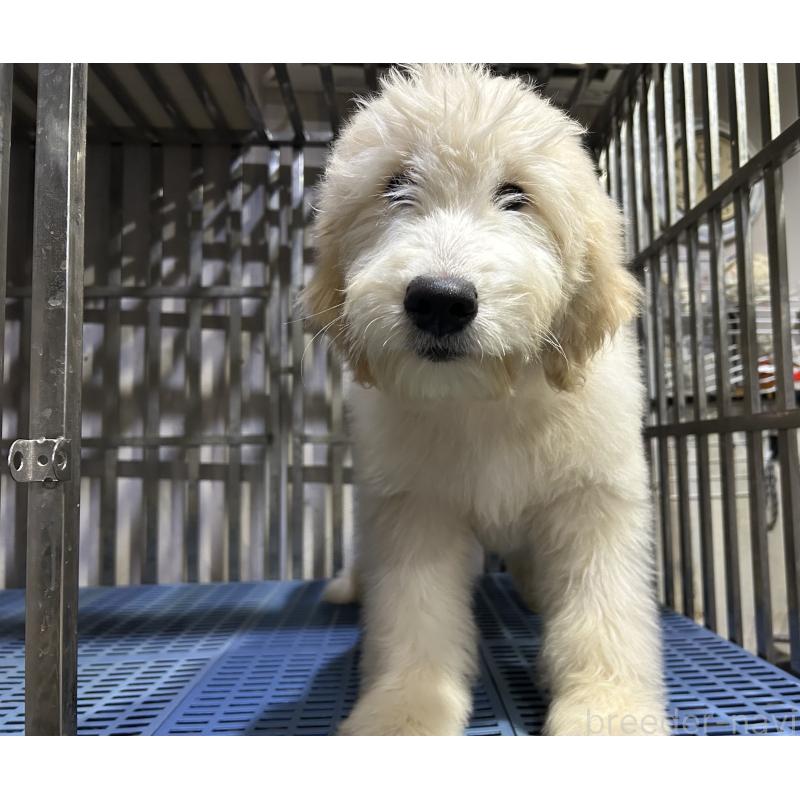 販売中の岐阜県のゴールデンドゥードル:ゴールデンレトリーバー×プードル-423041の2枚目