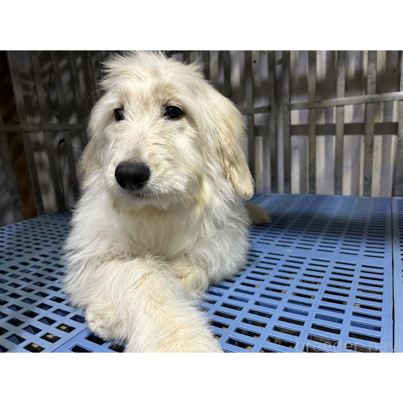 販売中の岐阜県のゴールデンドゥードル:ゴールデンレトリーバー×プードル-423043の1枚目