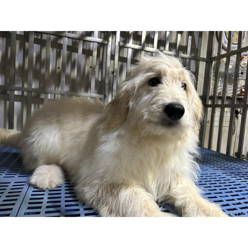 販売中の岐阜県のゴールデンドゥードル:ゴールデンレトリーバー×プードル-423043の5枚目