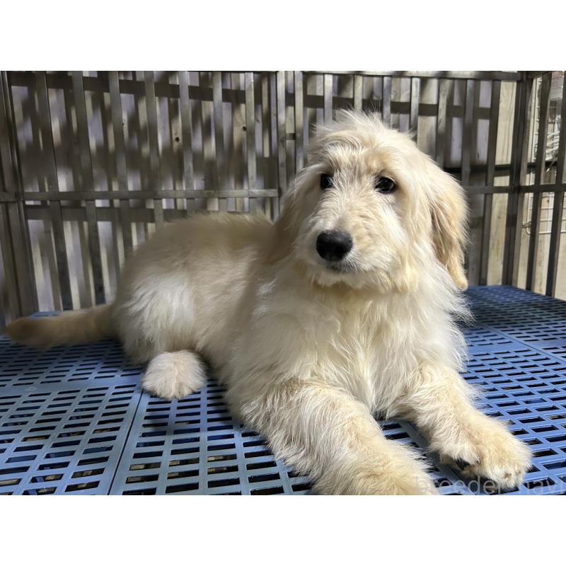 販売中の岐阜県のゴールデンドゥードル:ゴールデンレトリーバー×プードル-423043の4枚目