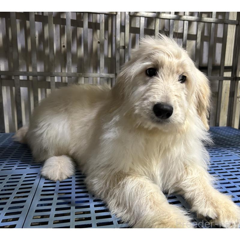 販売中の岐阜県のゴールデンドゥードル:ゴールデンレトリーバー×プードル-423043の3枚目