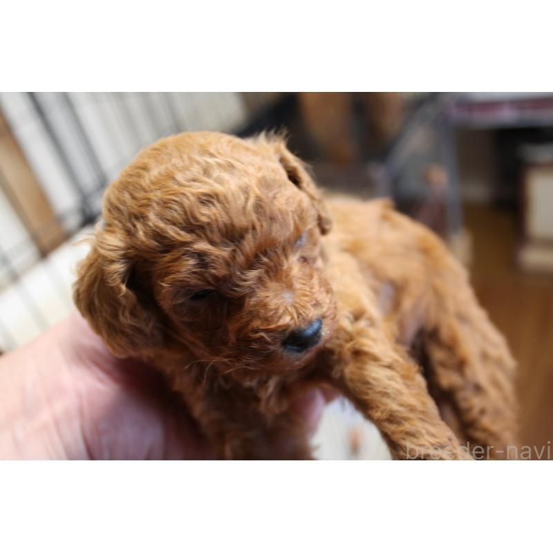 販売中の北海道のトイプードル-431107の6枚目