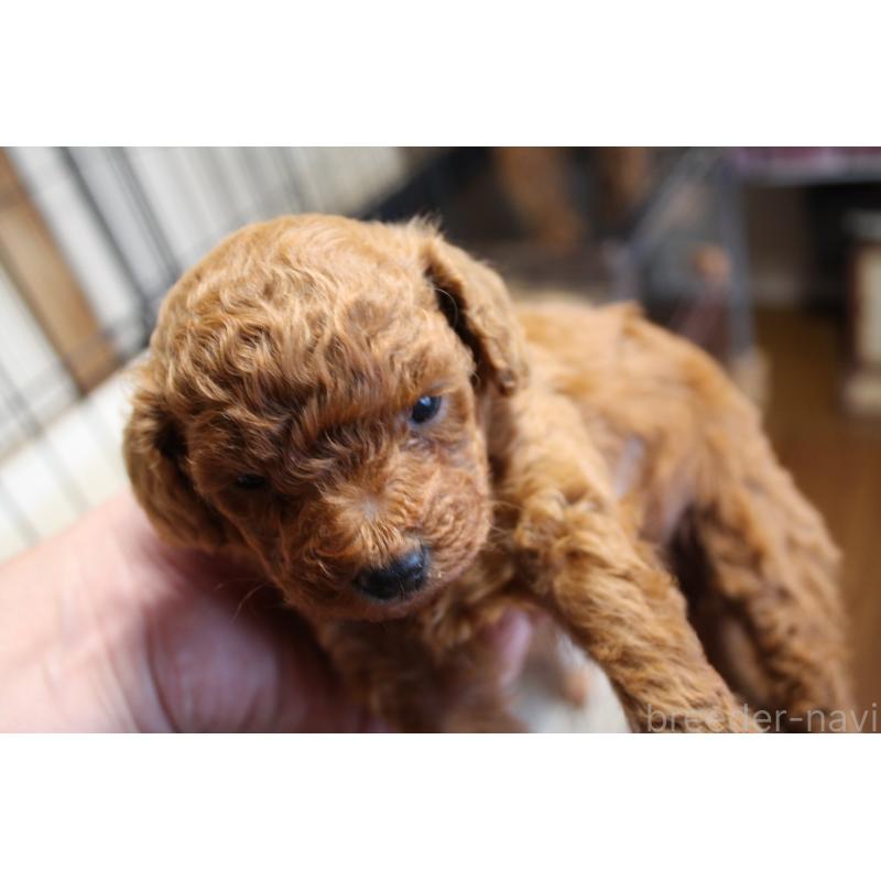 販売中の北海道のトイプードル-431107の5枚目