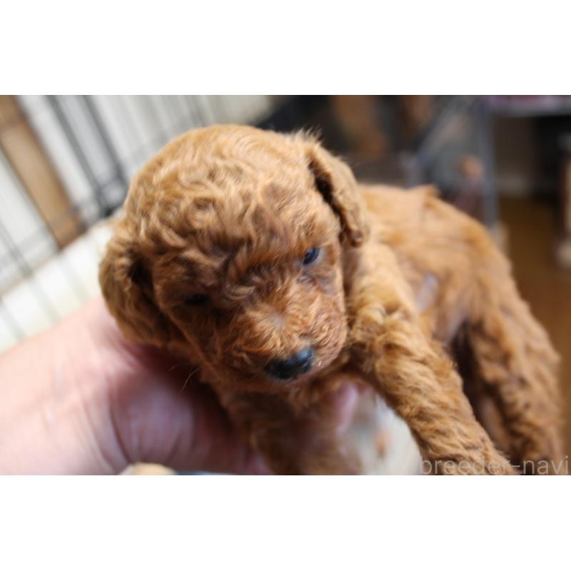 販売中の北海道のトイプードル-431107の4枚目