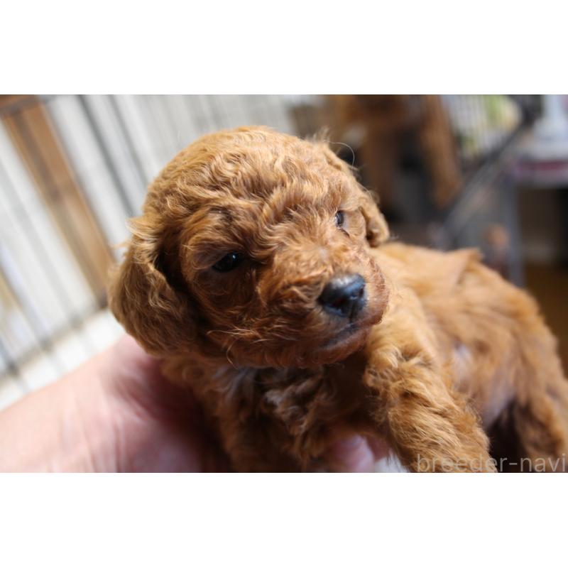 販売中の北海道のトイプードル-431107の3枚目