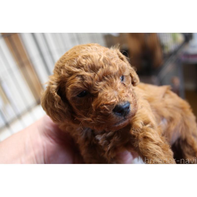 販売中の北海道のトイプードル-431107の2枚目