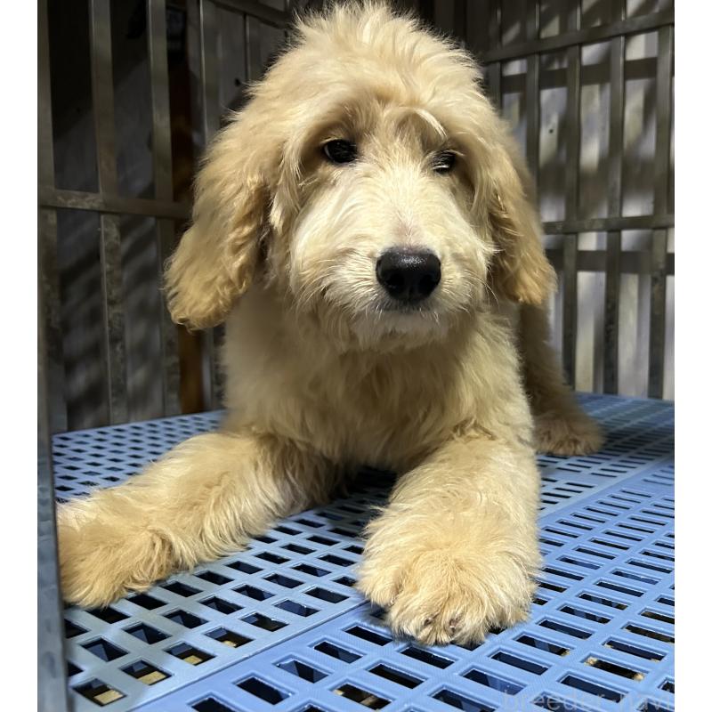 販売中の岐阜県のゴールデンドゥードル:ゴールデンレトリーバー×プードル-423045の4枚目