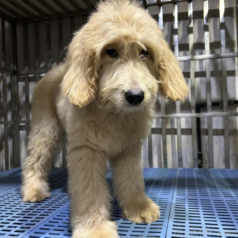 販売中の岐阜県のゴールデンドゥードル:ゴールデンレトリーバー×プードル-423045