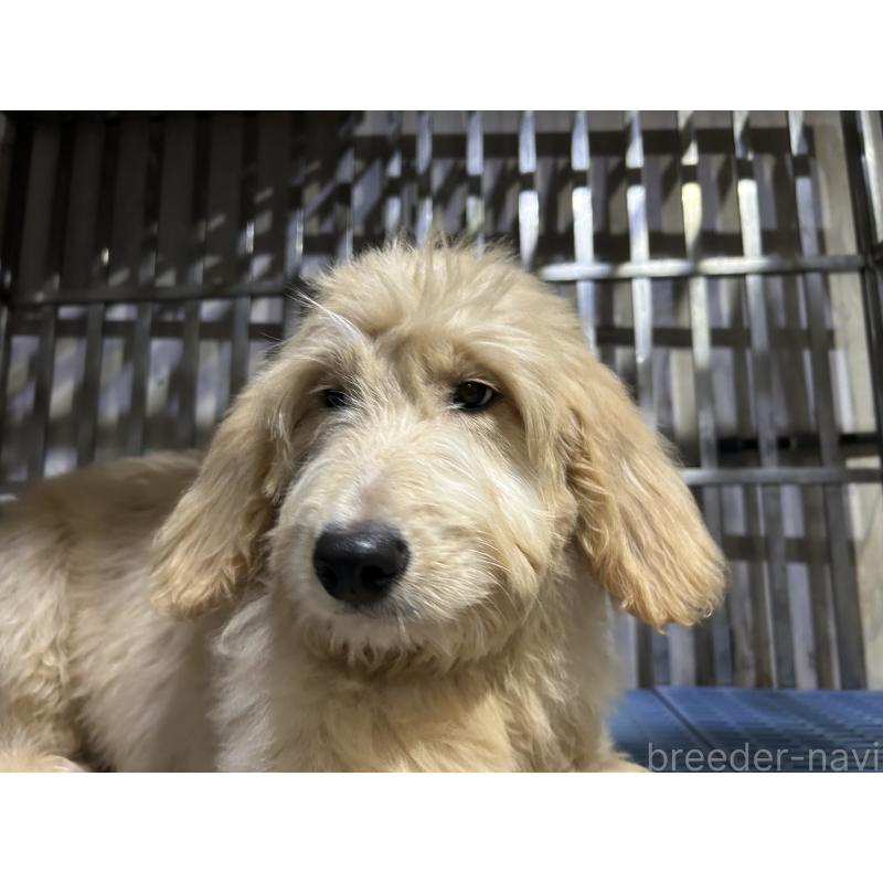 販売中の岐阜県のゴールデンドゥードル:ゴールデンレトリーバー×プードル-423045の3枚目
