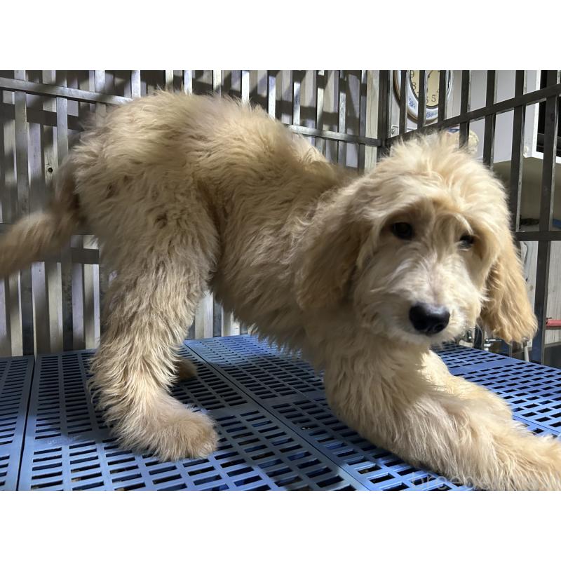 販売中の岐阜県のゴールデンドゥードル:ゴールデンレトリーバー×プードル-423045の2枚目
