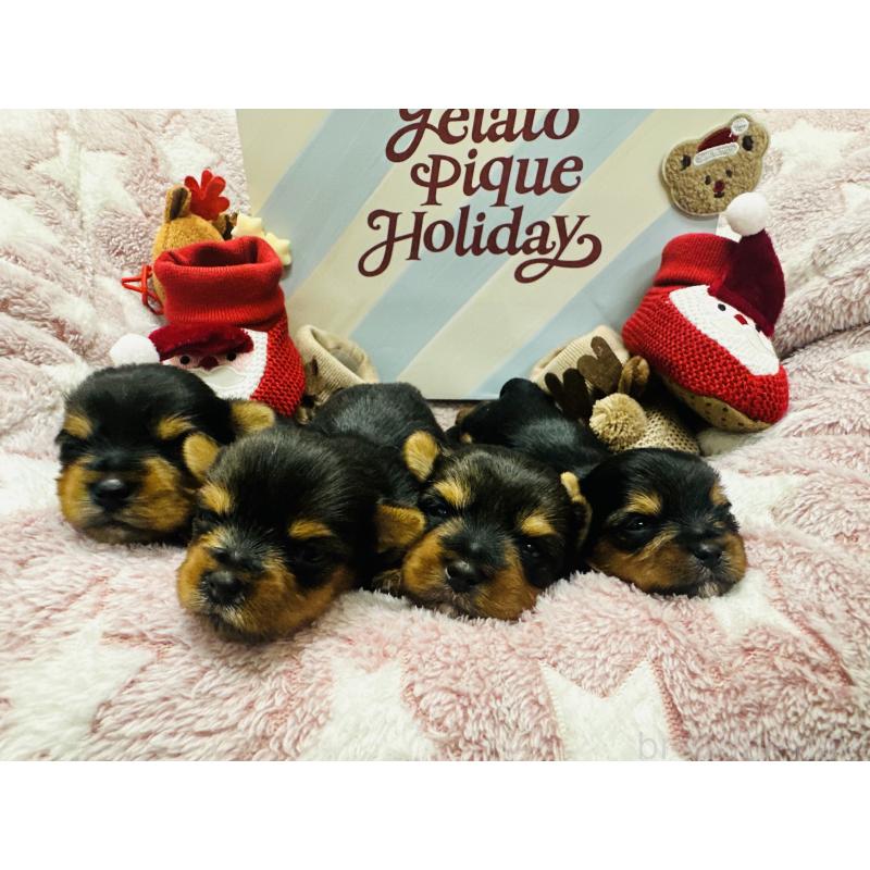 販売中の神奈川県のヨークシャーテリア-438196