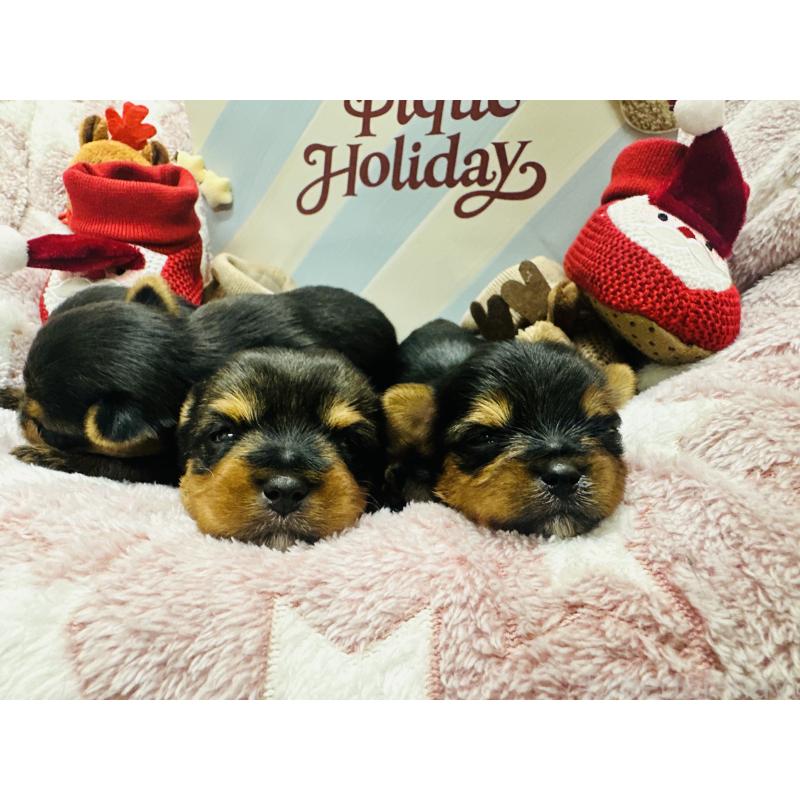 販売中の神奈川県のヨークシャーテリア-438196の2枚目