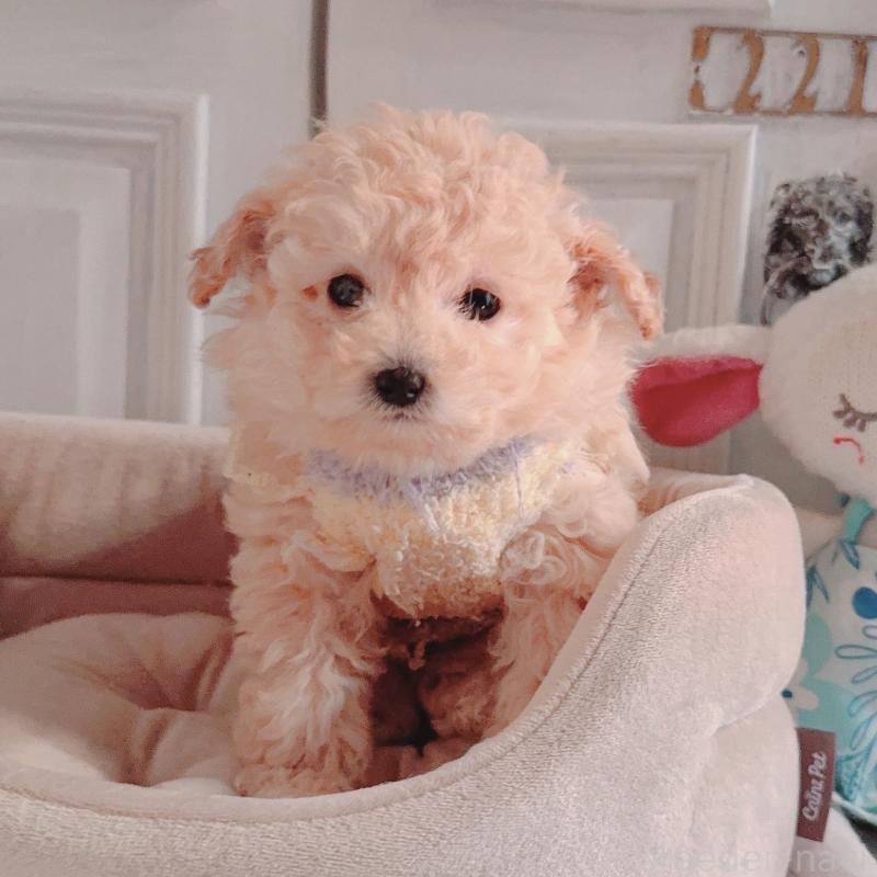 販売中の茨城県のティーカッププードル-428668