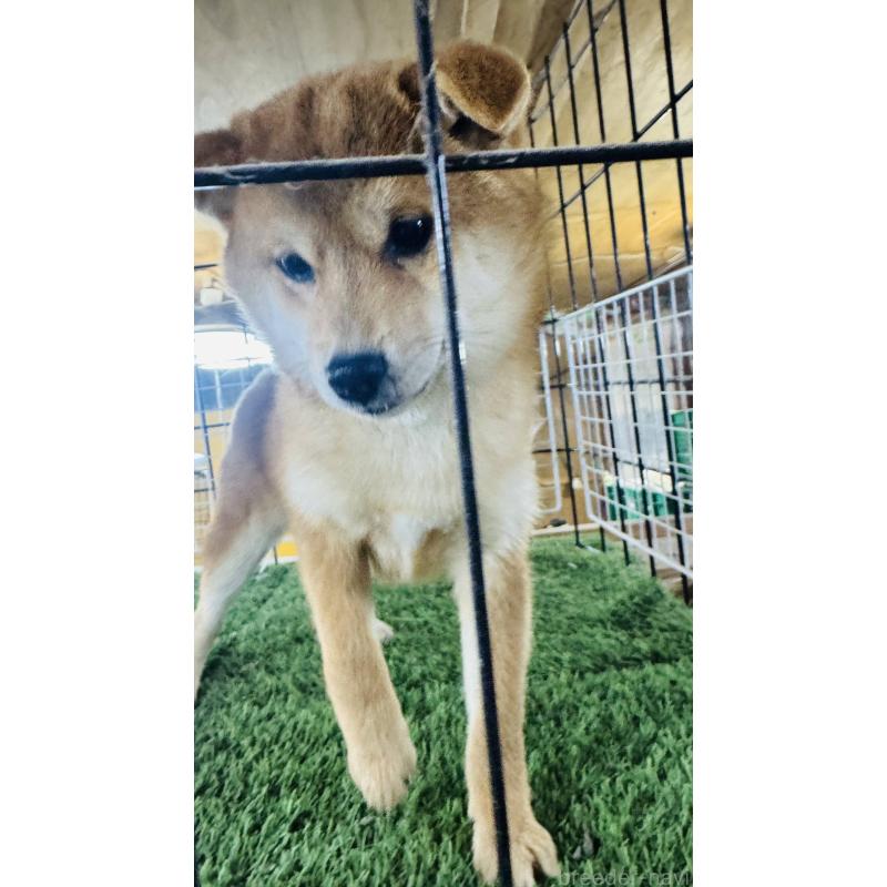 販売中の茨城県の豆柴-438208の8枚目