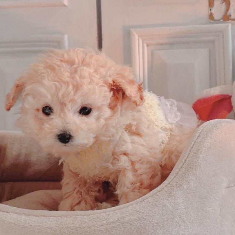 販売中の茨城県のティーカッププードル-428668の2枚目