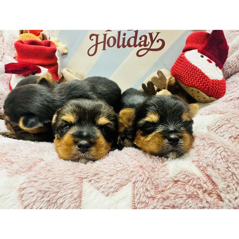 販売中の神奈川県のヨークシャーテリア-438197の3枚目