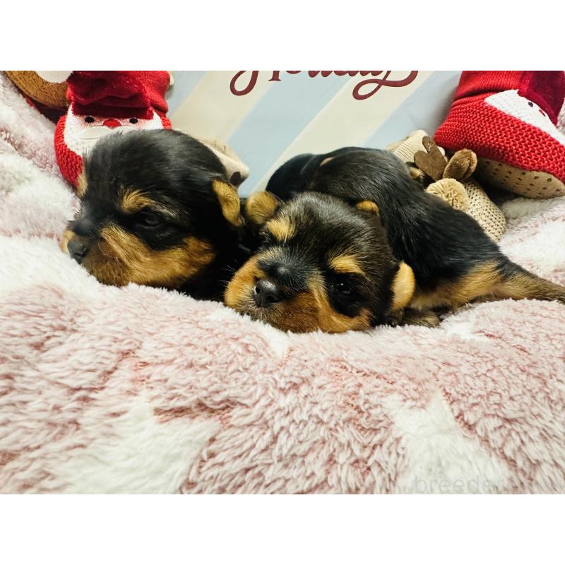 販売中の神奈川県のヨークシャーテリア-438197の2枚目