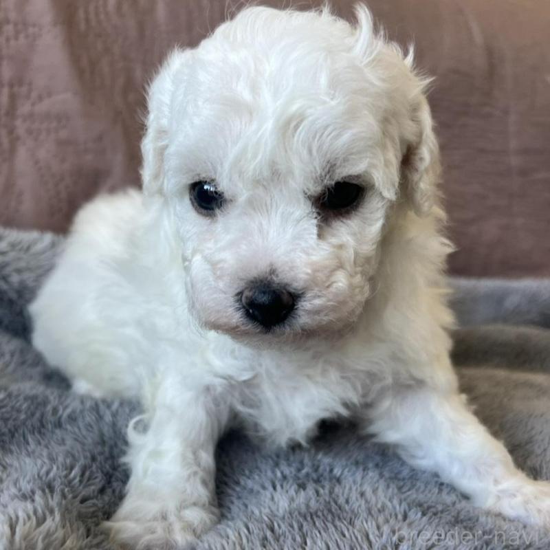 販売中の茨城県のビションフリーゼ-438200の5枚目