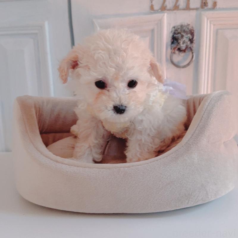 販売中の茨城県のティーカッププードル-428666の1枚目