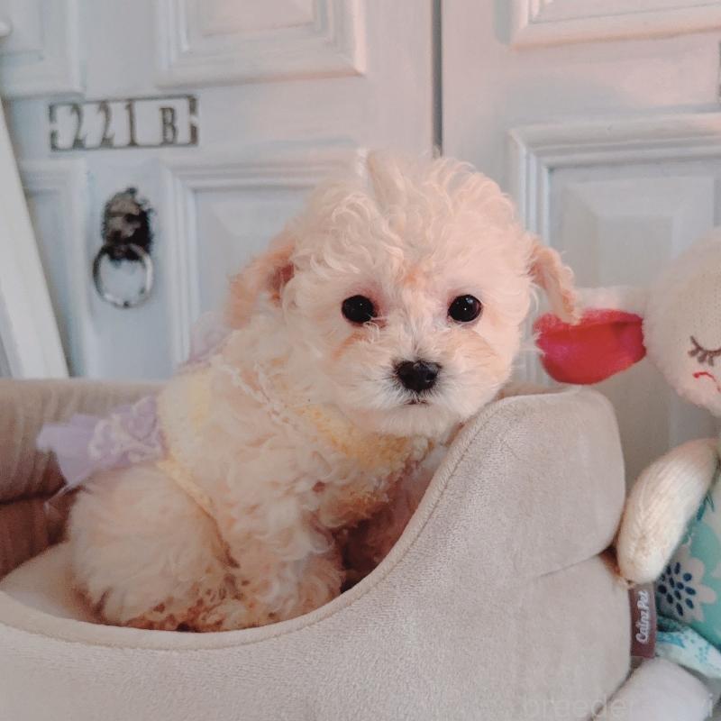 販売中の茨城県のティーカッププードル-428666の2枚目