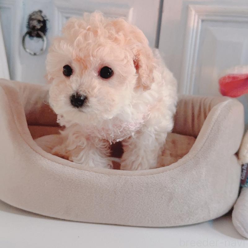 販売中の茨城県のティーカッププードル-428667