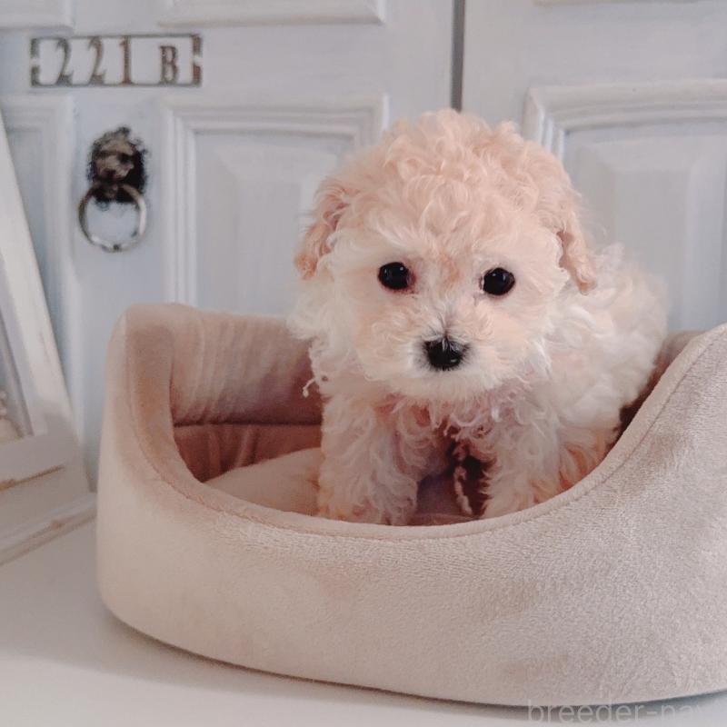 販売中の茨城県のティーカッププードル-428667の2枚目