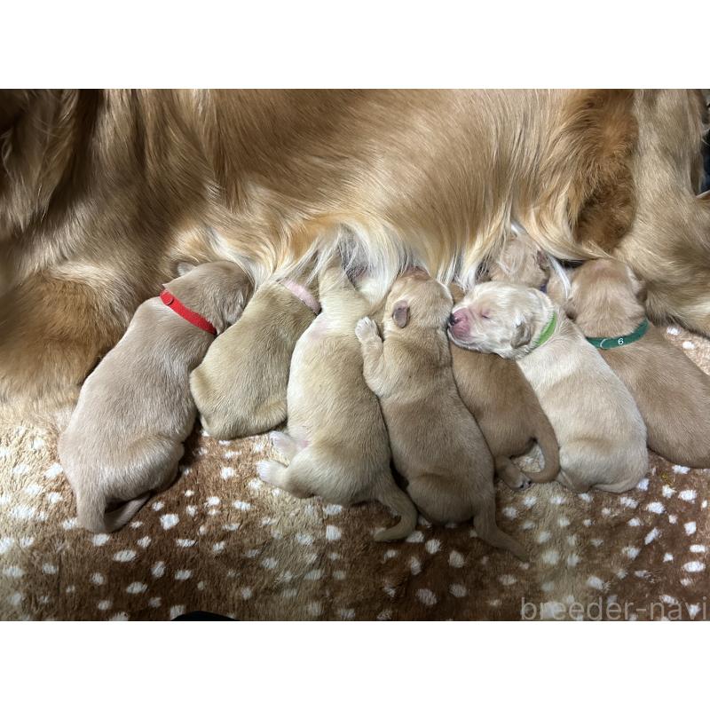 販売中の福岡県のゴールデンレトリーバー-438198の2枚目