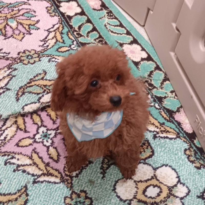 販売中の奈良県のタイニープードル-438199の4枚目