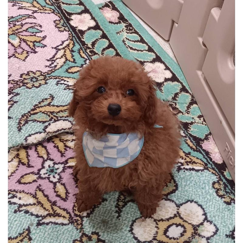 販売中の奈良県のタイニープードル-438199の3枚目