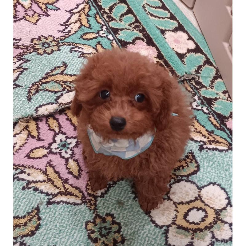 販売中の奈良県のタイニープードル-438199の2枚目