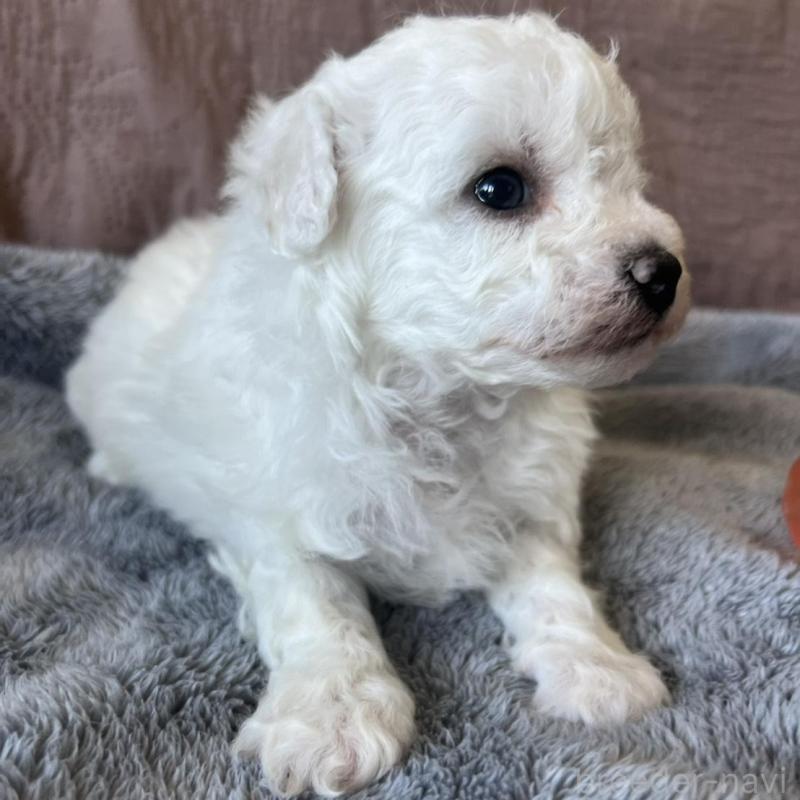 販売中の茨城県のビションフリーゼ-438200の4枚目