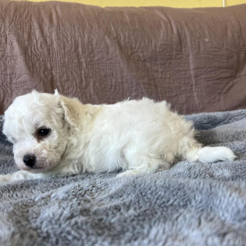 販売中の茨城県のビションフリーゼ-438200の3枚目