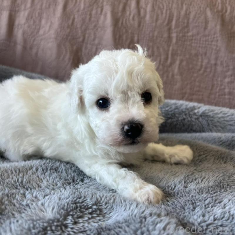 販売中の茨城県のビションフリーゼ-438200の2枚目