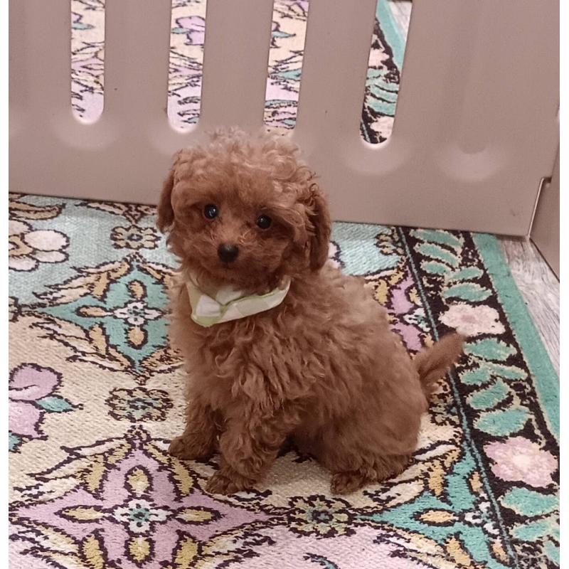 販売中の奈良県のティーカッププードル-438203の4枚目