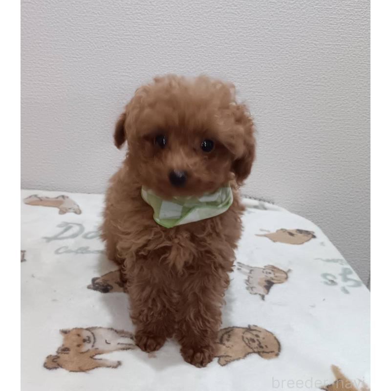 販売中の奈良県のティーカッププードル-438203の3枚目