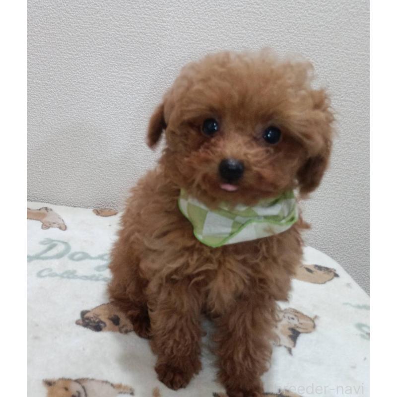 販売中の奈良県のティーカッププードル-438203の2枚目